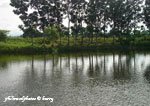 A Fish Pond at Bulacan